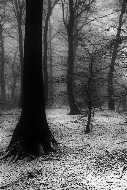 Wald