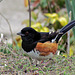 Eastern Towhee (Male)