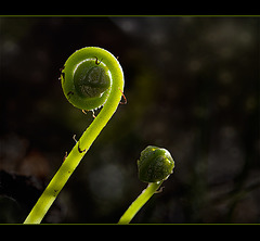 Glowing Ferns Unfurling in a Ray of Afternoon Sunshine (1 pic below)