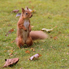 Alert Red Squirrel foraging for winter