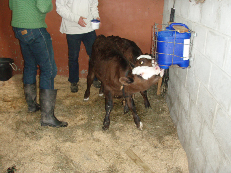 baby bulls bereft of baubles