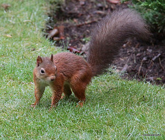 Young Red Squirrel at breakfast on the lawn