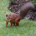 Young Red Squirrel at breakfast on the lawn