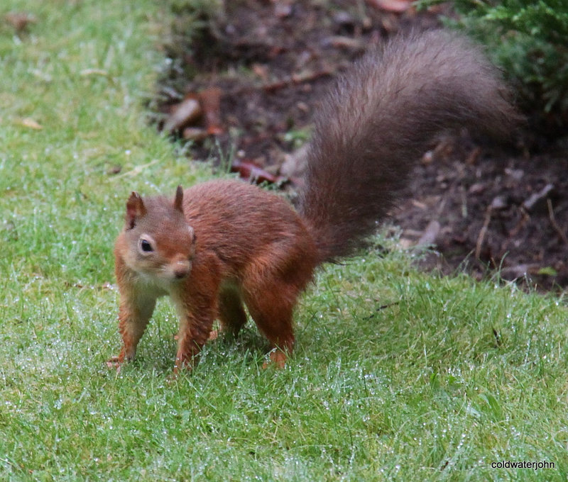 Young Red Squirrel at breakfast on the lawn