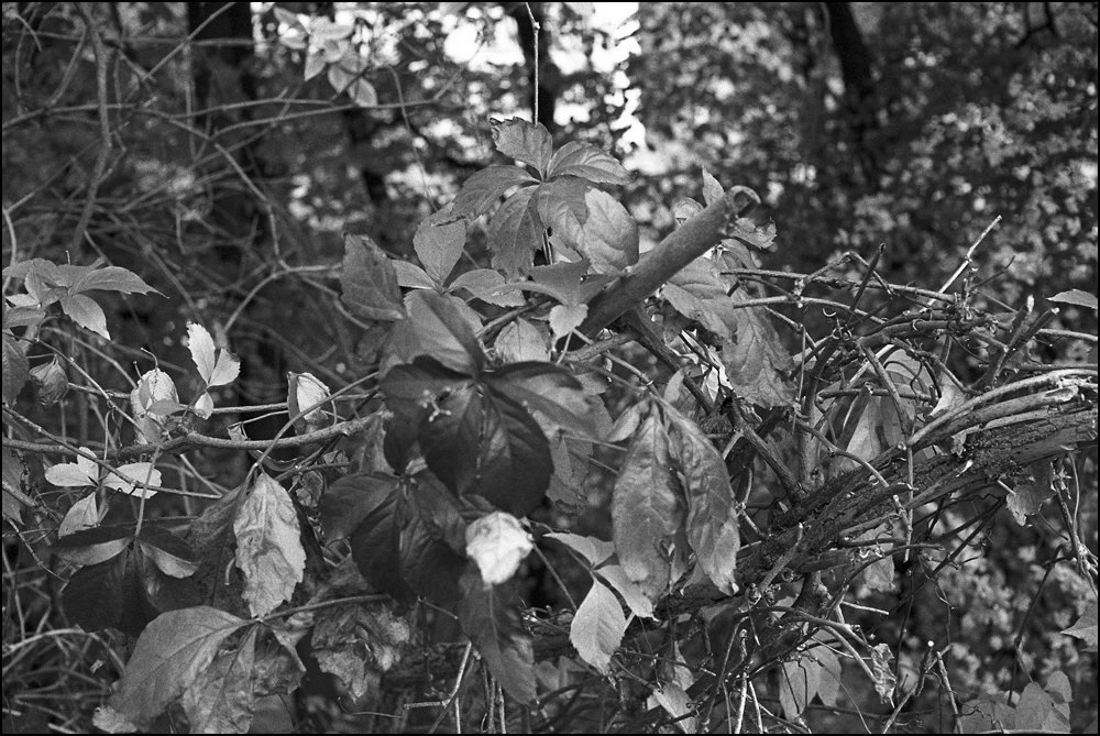 Buntes Laub