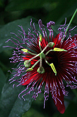 Passion Flower