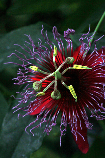 Passion Flower