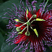 Passion Flower