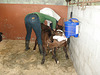 our baby bulls lose their baubles