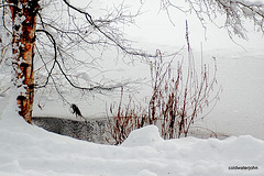 Pond snows 1st December 5223832927 o