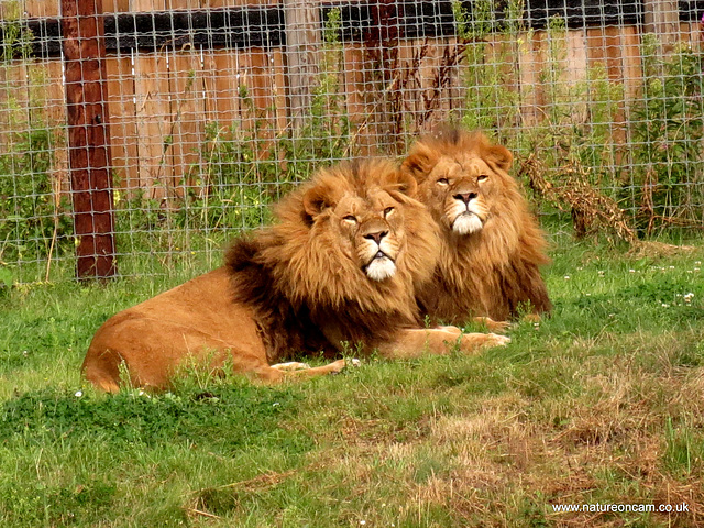 These are twins, double trouble