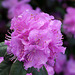 Rhododendron