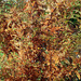 Metasequoia Glyptostroboides - autumn colour