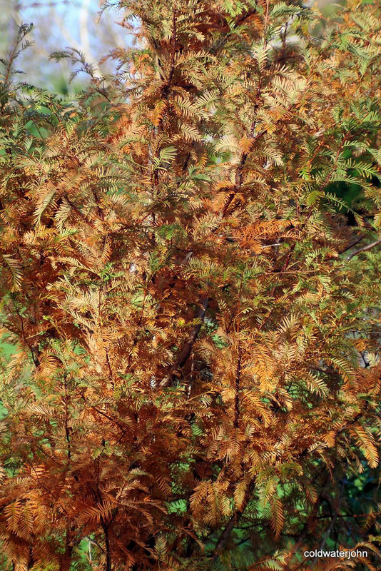 Metasequoia Glyptostroboides - autumn colour