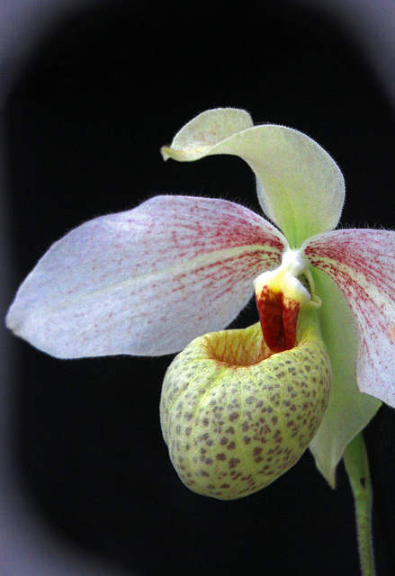 Paphiopedilum Mem. Larry Heuer