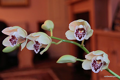 Dendrobium in flower