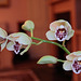 Dendrobium in flower