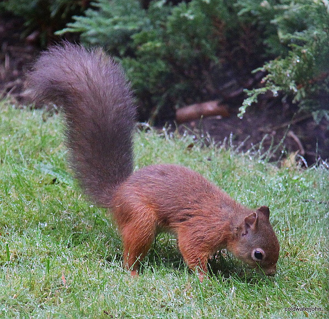 Young Red Squirrel at breakfast on the lawn