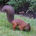 Young Red Squirrel at breakfast on the lawn