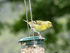 Siskin2