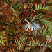Metasequoia Glyptostroboides - leaf detail - autumn
