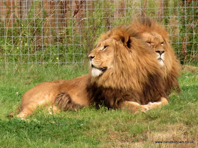 Two headed Lion