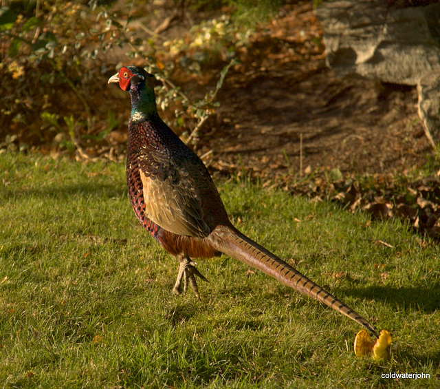 Cock pheasant in early morning sunshine