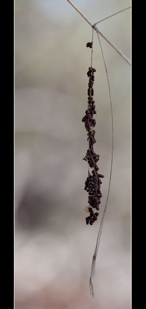 String of Seeds