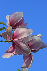 Magnolias