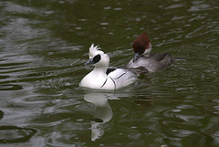 The Smews and Their New Do's.