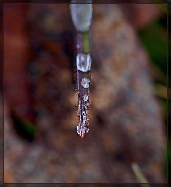 Droplets on Blade of Grass