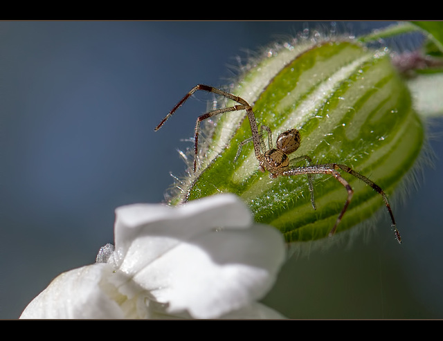 Crab Spider on White Campion