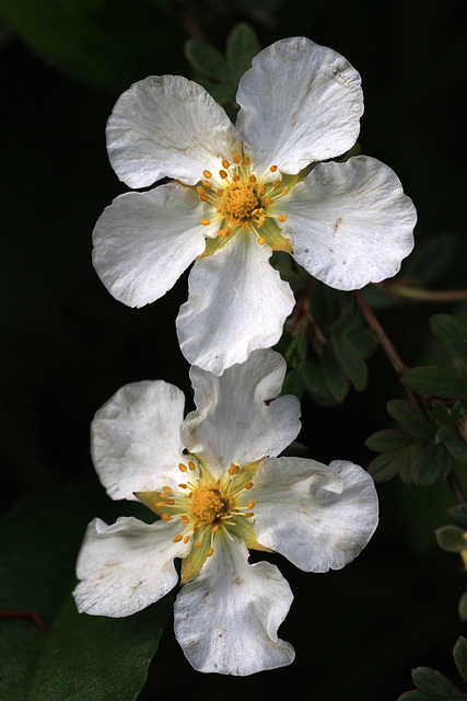 White Flowers White Flowers