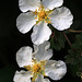 White Flowers