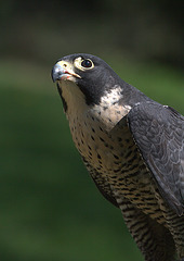 Peregrine Falcon