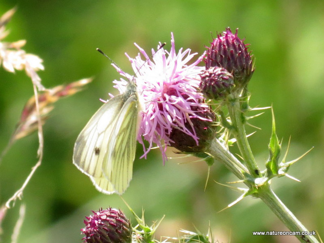 Green Veined White