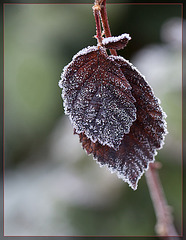 Frosted Pair of Blackberry Leaves