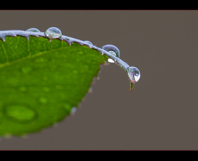 Droplets on Rose Leaf