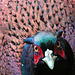Cock Pheasant head detail