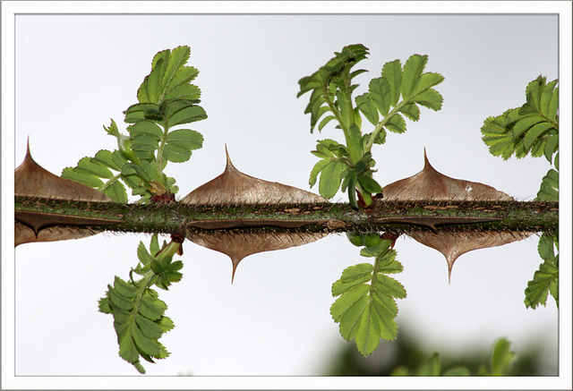 Stacheldrahtrose