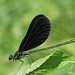 Ebony Jewel-wing Damselfly