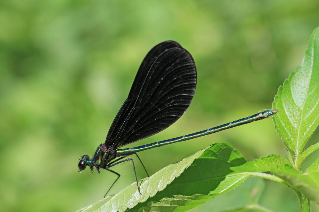 Ebony Jewel-wing Damselfly