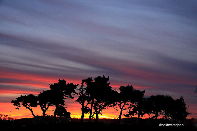 Old Scots Pines at Sunset