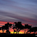 Old Scots Pines at Sunset