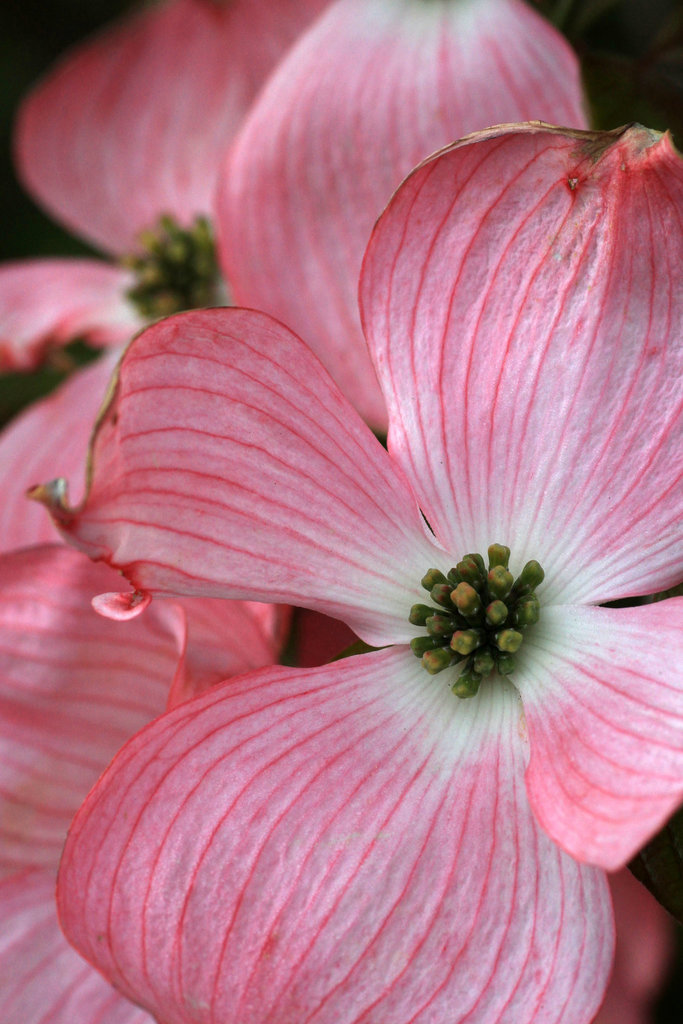 Dogwood