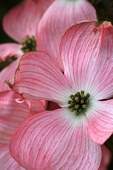 Dogwood