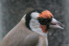 Niger seed muncher
