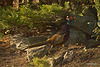 Camouflaged in the rockery 4124675088 o