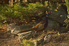 Camouflaged in the rockery 4124675088 o