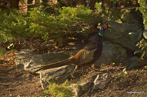 Camouflaged in the rockery 4124675088 o